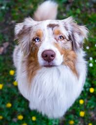 Australian Shepherd