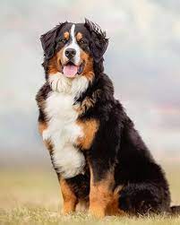 Bernese Mtn Dog