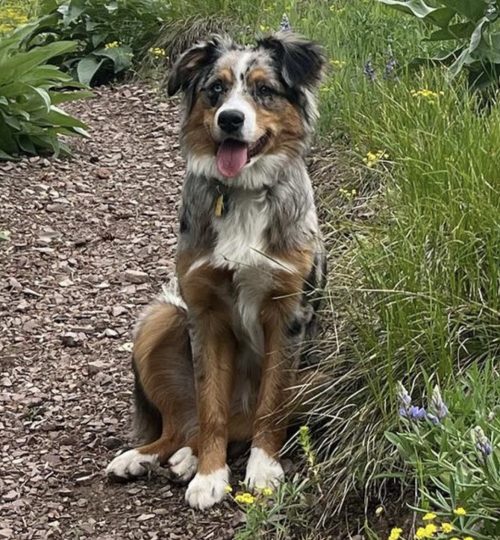 blue merle tri