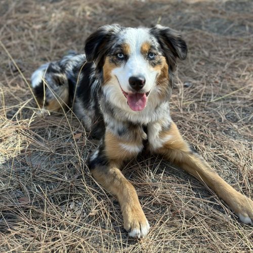 how to choose the right coat type - Dry Canyon Pups
