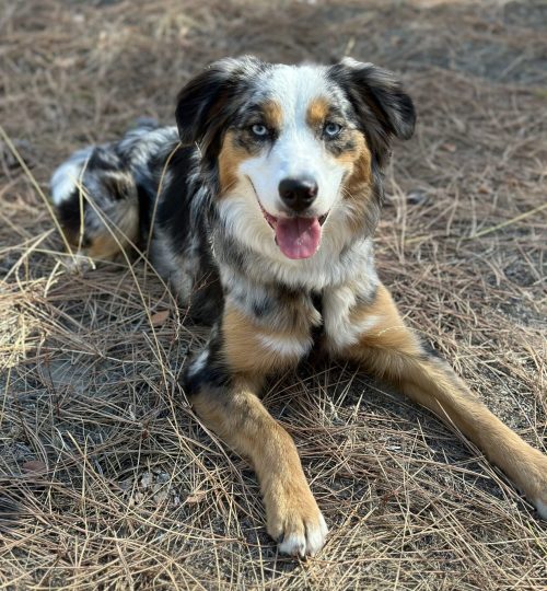 Blue Merle Tri