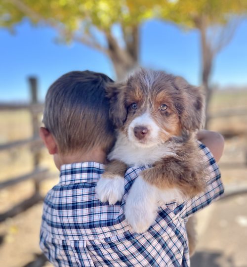 chocolate merle tri